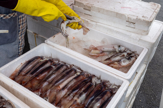 Preparing Fresh Squid and Packing into Shipping Boxes
