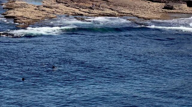 Aerial view of basking sharks at Muckross Head ,Donegal - Ireland