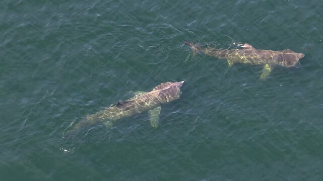 Aerial view of basking sharks in Donegal Bay - Ireland