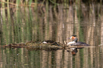 Svasso maggiore (Podiceps cristatus) nel suo nido galleggiante con un uovo visibile nel canneto © Stefano Piazza