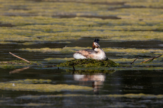  Svasso maggiore (Podiceps cristatus) nel suo nido galleggiante circondato da alghe sulla superficie del lago