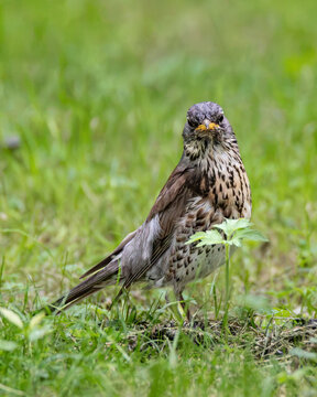 Esemplare di cesena (Turdus pilaris) sul prato verde in un giardino, primo piano frontale