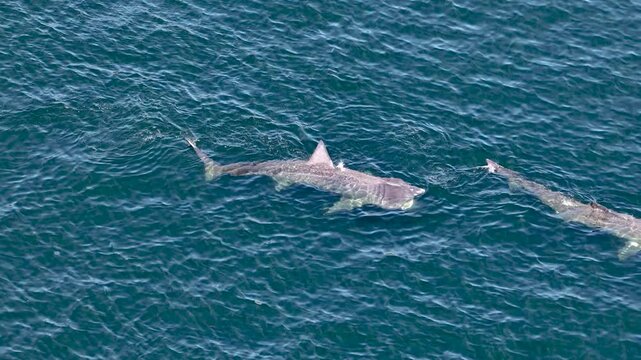 Aerial view of basking sharks in Donegal Bay - Ireland