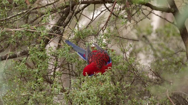Crimson Rosella Parrot Foraging in Blue Mountains National Park