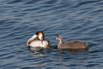 Adulto di svasso maggiore (Podiceps cristatus) che pulisce il piumaggio in acqua accanto al suo pulcino striato © Stefano Piazza