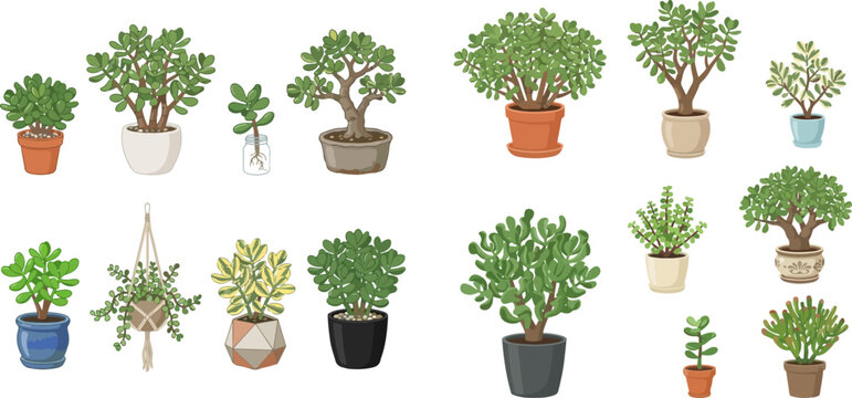 Set of various potted jade plants, succulent houseplants, and small trees in different containers, isolated on white background.