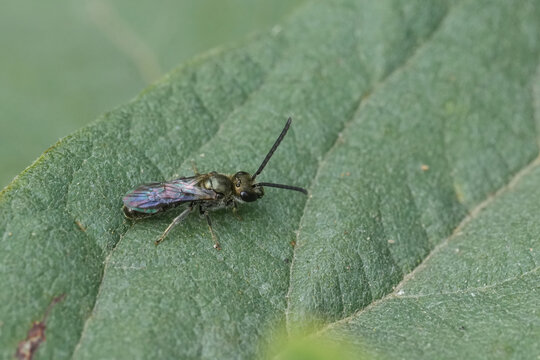 Tiny metallic green furrow bee, Lasiolgossum morio insect with delicate wings rest on a vibrant green leaf, captured in a close-up macro shot in nature