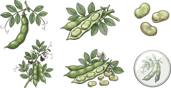 Fresh Green Broad Bean Vector Icon Set Featuring Sliced Fava Pods Raw Kernels Vine Blossoms and Circular Botanical Logo Emblems