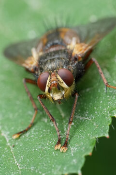 Macro View of a Tachina fera or magnicornis Tachinid Fly on a Green Leaf, Detailed Close-up of Insect with Prominent Eyes and Hairs, Nature Photography