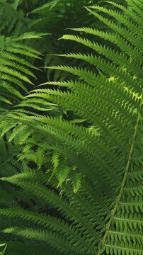 Green fern leaves moving gently in the wind, 4K forest foliage nature footage.