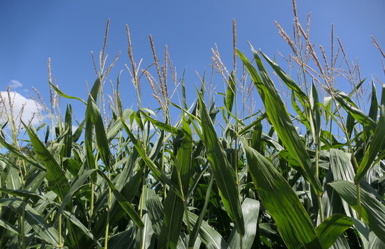 Maisfeld