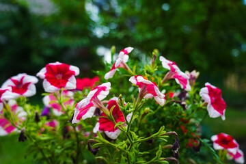 Fototapeta premium Red and white geranium flowers in bloom.