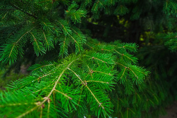 Coniferous branch with green needles, close-up. © SGr