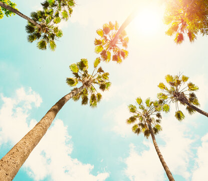 Tall Palm trees on a tropical beach against a blue sky with white clouds. Low Angle View. Photo in retro style.  Toned image