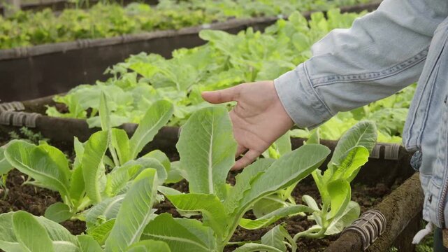 Close-up of a hand inspecting fresh romaine lettuce leaves in an organic vegetable garden. Healthy leafy greens growing naturally with a focus on crop care and quality control.