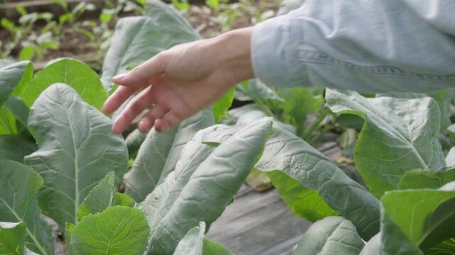 Close-up of a hand inspecting healthy collard green leaves in an organic vegetable garden, checking leaf quality, plant health, and crop growth before harvest.