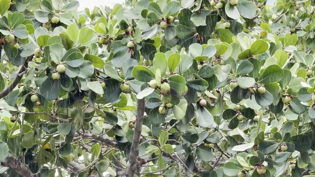 Clusia rosea, autograph tree, copey, cupey, balsam apple, pitch-apple, and Scotch attorney, is an evergreen, tropical and sub-tropical flowering plant, family Clusiaceae. Honolulu, Oahu, Hawaii