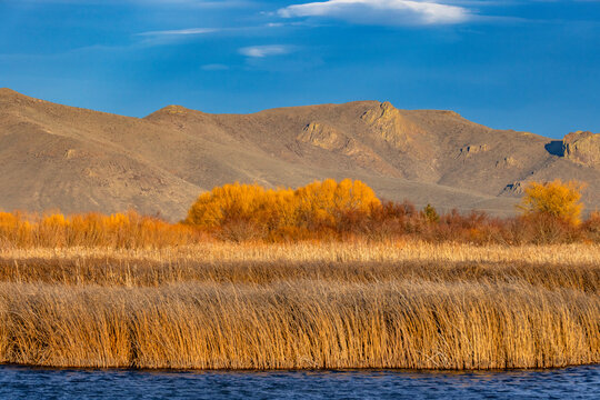 Marsh reeds against foothills