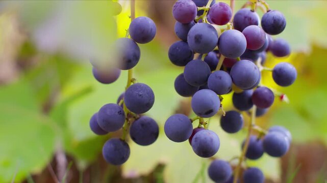 Fresh ripe grapes hanging on vine in a vineyard setting