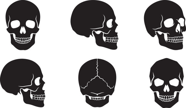 human skull anatomy silhouettes icons front, side and rear views vector illustration