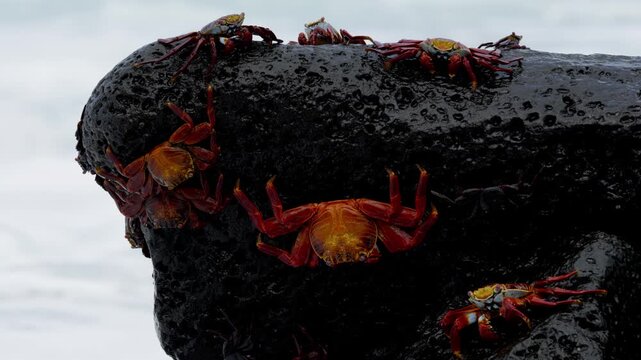 Group of zayapa red sally lightfoot crabs resting on a black volcanic rock in the galapagos islands