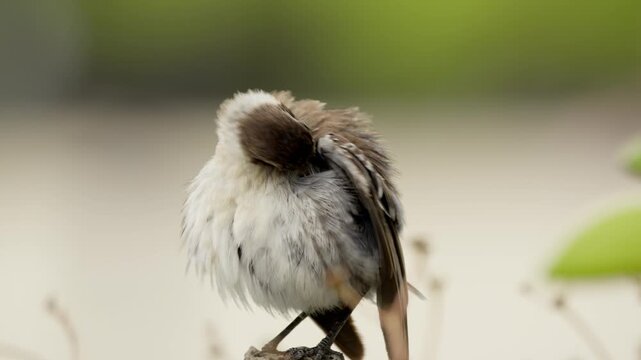 Slow motion close up of a galapagos mockingbird preening its feathers on a blurred natural background