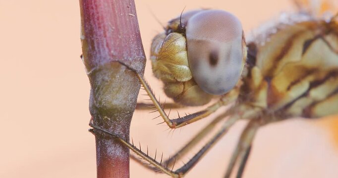 Frozen dragonfly head on winter straw; slow motion macro dawn look at winter dormancy
