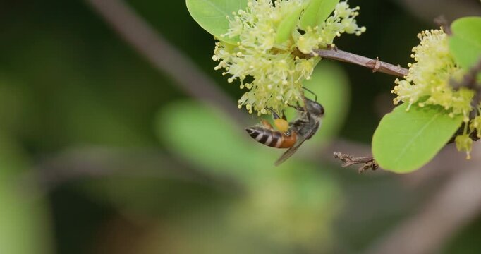 Red Dwarf Honey Bee hanging cleaning face on flower; slow motion morning macro foraging
