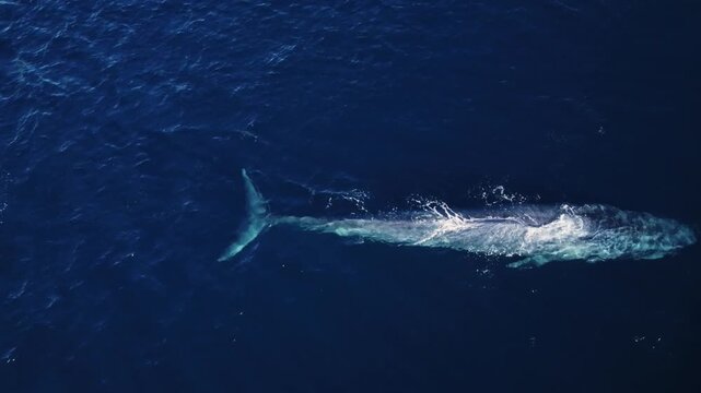 Aerial close up drone footage of the worlds largest mammal, a blue whale swimming at the surface and spouting water in La Ventana, Baja California Sur, Mexico.
