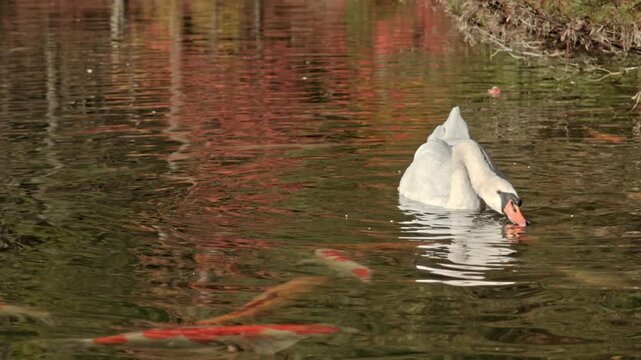 An extraordinary close-up shot capturing a white mute swan and a colorful koi carp gently touching at the water surface, creating a unique kissing interaction at Inaga Lake