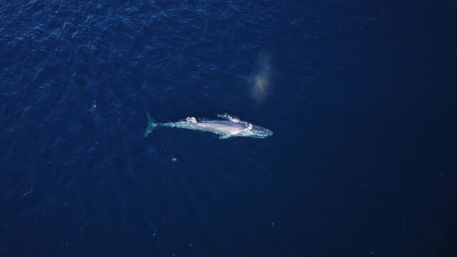 High angle aerial drone view of a massive blue whale swimming smoothly through the deep blue ocean water in La Ventana, Baja California Sur, Mexico.