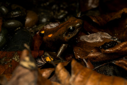 Rare black color morph of a golden poison frog (Phyllobates terribilis) with gold specks sitting on leaf litter