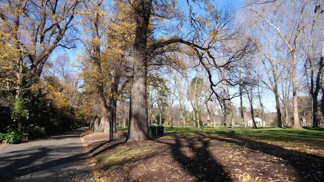 Beautiful winter scene in Fitzroy Gardens, Melbourne, Australia, with fallen leaves, bare branches and mature trees lining a peaceful walking path through this urban green space