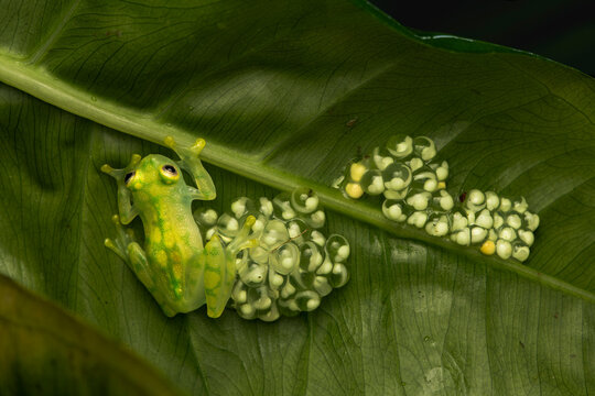 Male La Palma glass frog (Hyalinabatrachium valerioi) guarding two egg clutches in different development stages on a leaf
