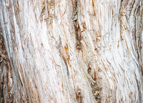 A detailed close-up of rough, peeling tree bark with grey and light-brown tones covered in subtle lichen.