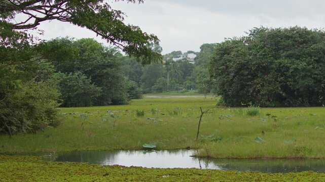 A wide establishing shot of a peaceful tropical freshwater wetland featuring calm water channels, lush marsh vegetation, and dense green trees under an overcast sky. The serene landscape showcases a t