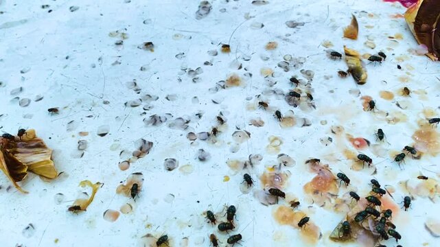 Blow flies sitting on dirty scattered fish scales and seafood remains.