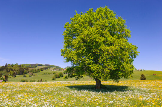  Eine pr&auml;chtige Buche steht als Einzelbaum auf einem H&uuml;gel