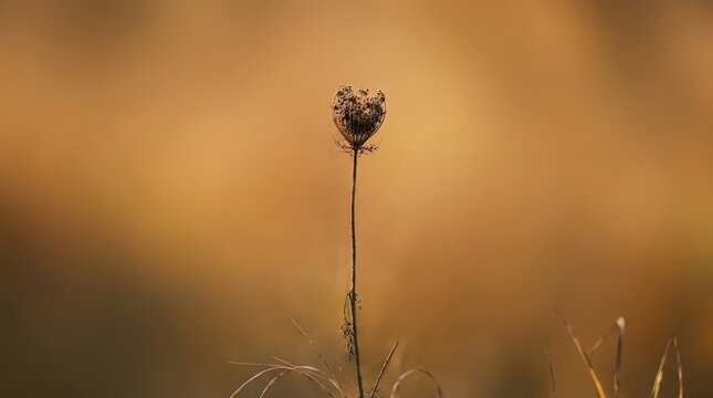 Single Dried Wildflower Head in Soft Golden Autumn Field.