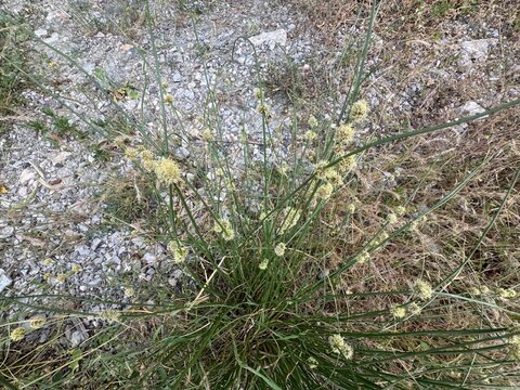 Juncus holoschoenus (Roundhead rush) clumping rush with upright green stems bearing globose clusters of tiny greenish-brown flowers, growing in dry stony soil.