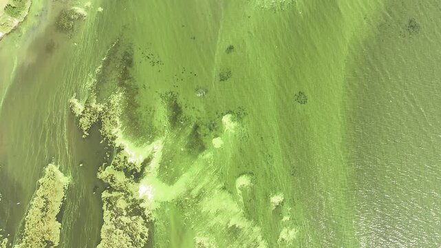 toxic algae invades lough neagh in ireland once more, just filmed by drone yesterday
