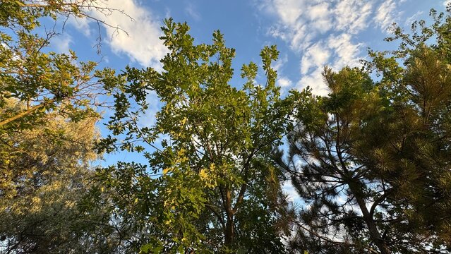Quercus robur (Pedunculate oak) lush green lobed leaves glowing in golden hour sunlight amidst a mixed forest backdrop of oak and pine trees.