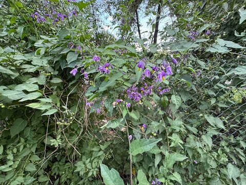 Solanum dulcamara (Bittersweet nightshade) sprawling vine with small purple flowers and bright green leaves intertwining through a chain-link fence.