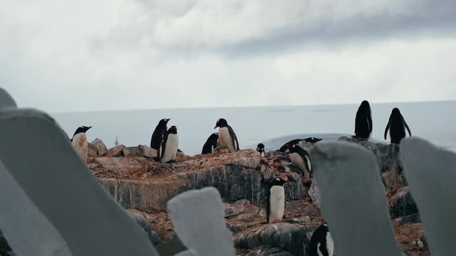 Camera shifts focus from whale bone remains to gentoo penguin colony at old whaling station Antarctica