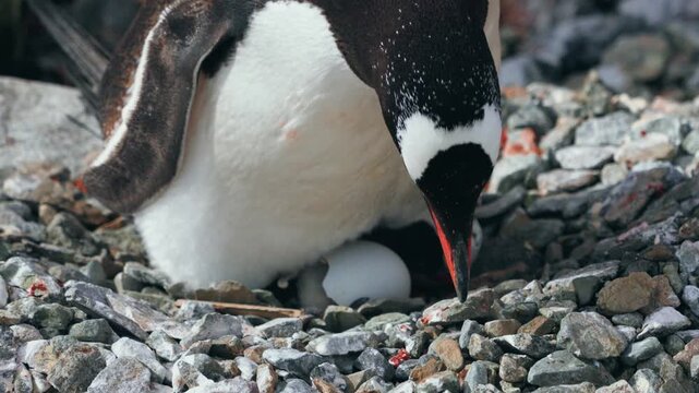 Gentoo penguin parent watches over newborn chick hatching from egg at rocky nest