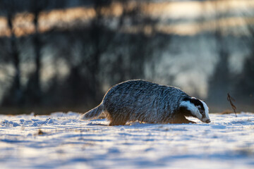 European badger, Meles meles, foraging on a snowy meadow during sunset. Wild animal in winter landscape searching for food. © Rudolf