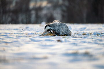 European badger, Meles meles, foraging on a snowy meadow during sunset. Wild animal in winter landscape searching for food. © Rudolf