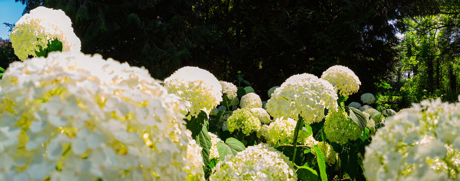 Large white hydrangea blooms fill a sunlit garden, their round clusters and green foliage contrasting with a shaded woodland backdrop for a tranquil, summery floral scene.