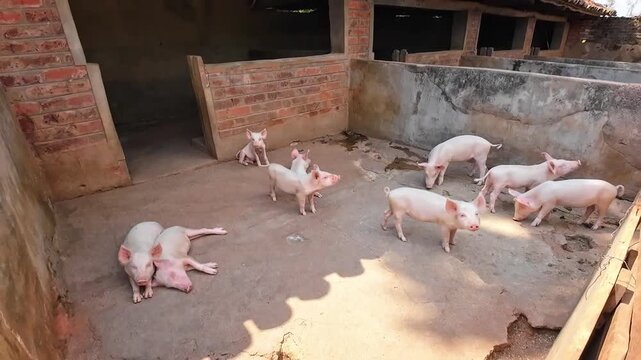 Young pigs walking and resting in a clean outdoor livestock enclosure with sunlight illuminating the farm setting in rural Malawi.
