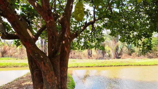 Large fruit tree growing between irrigation ponds used to support sustainable agriculture and food production in rural Malawi.